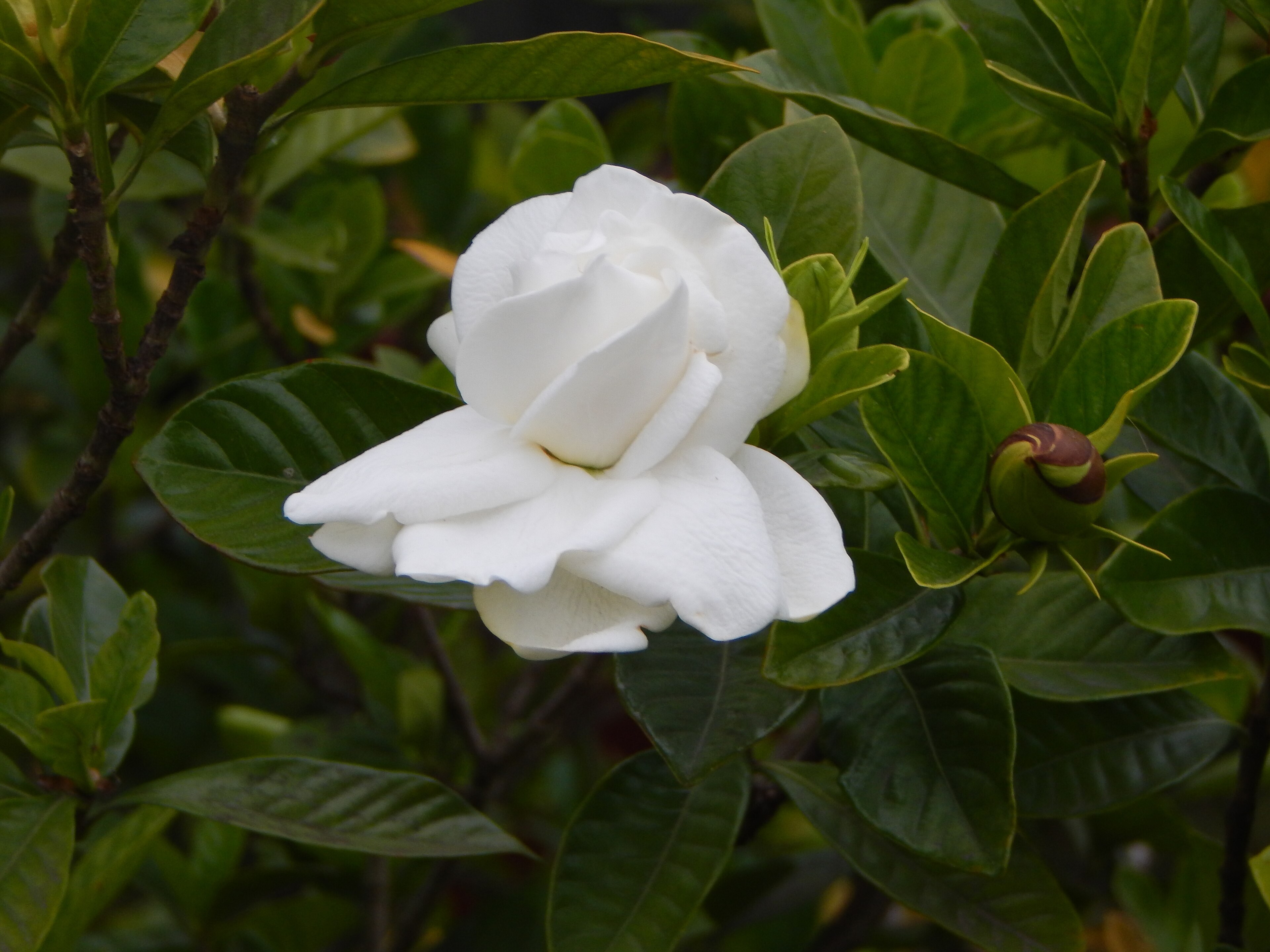 Gardénia blanc double parmi des feuilles vernissées, bouton fermé à droite.