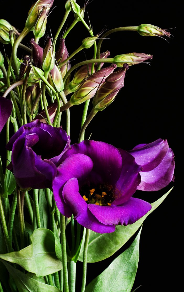 Lisianthus pourpres ouverts et boutons fermés, fond noir d’atelier.