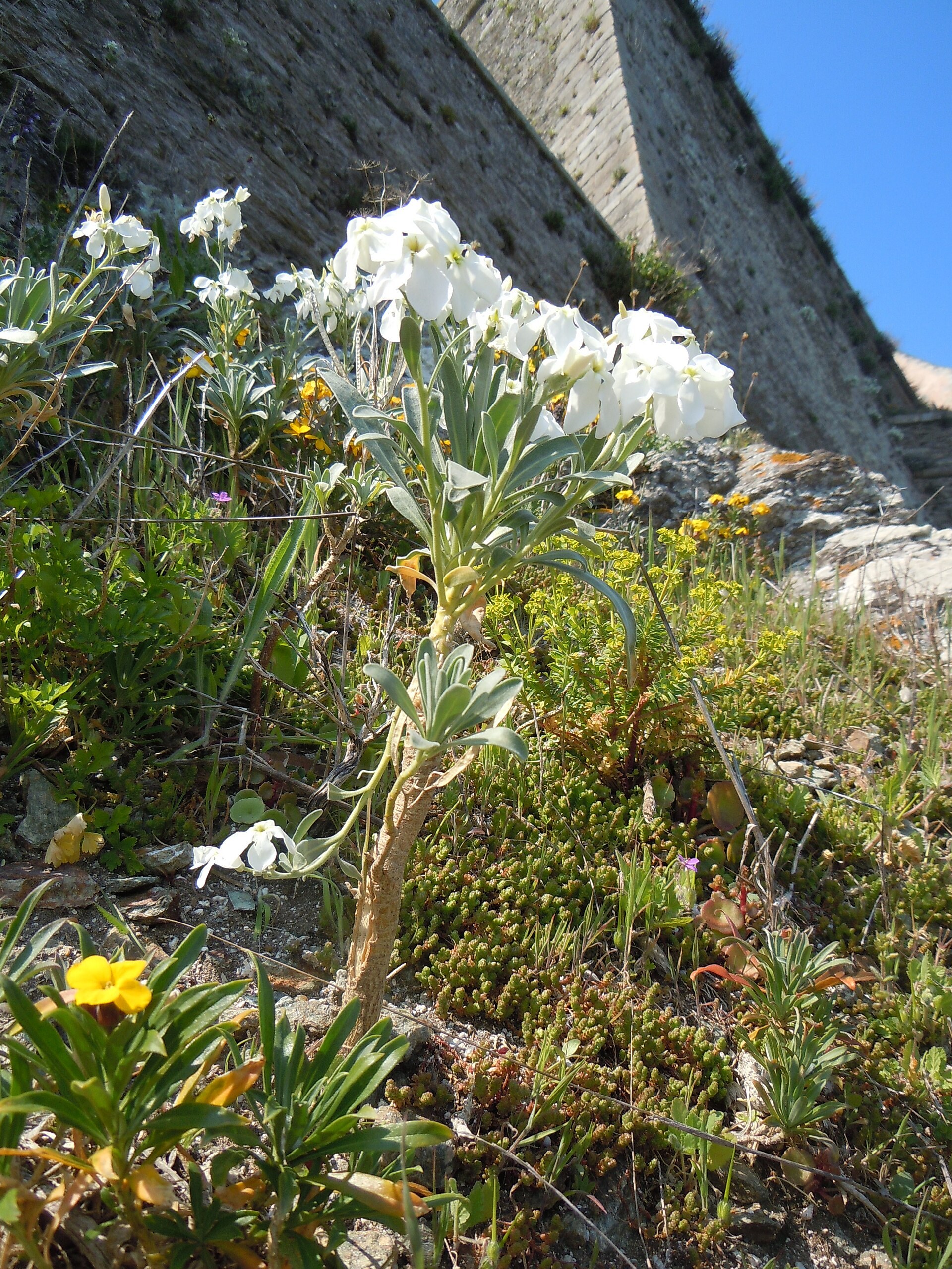 Matthiole blanche sur un talus rocailleux, mur de pierre et ciel bleu.