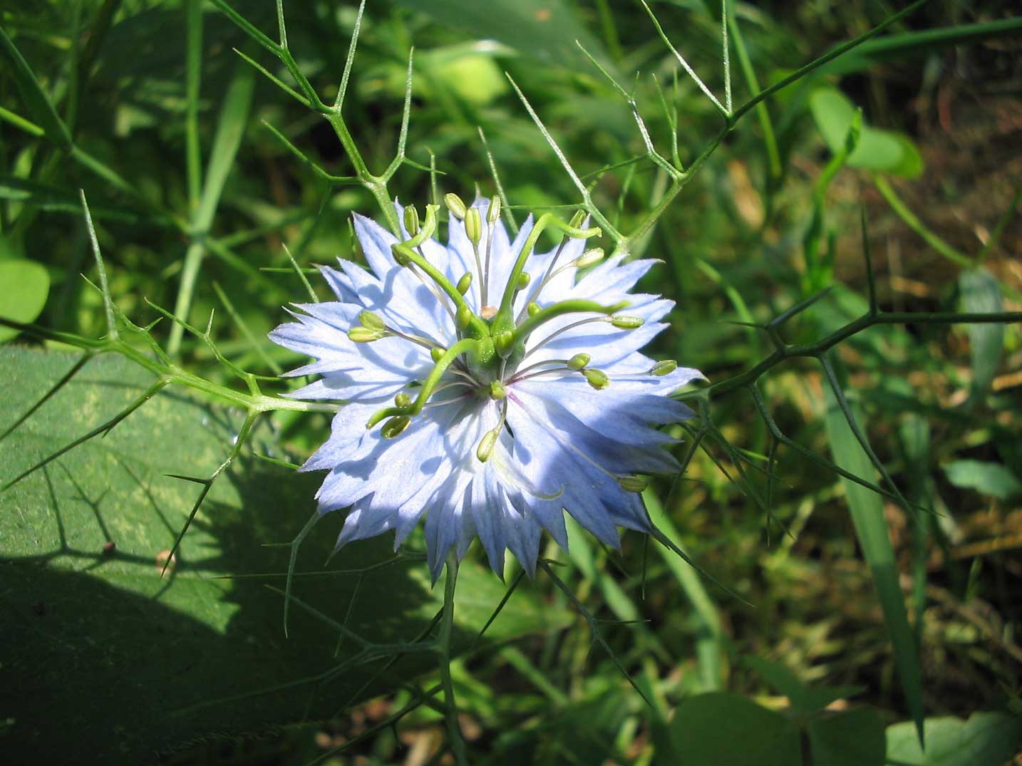 Nigelle bleue, étamines vertes et bractées filiformes dans l’herbe.
