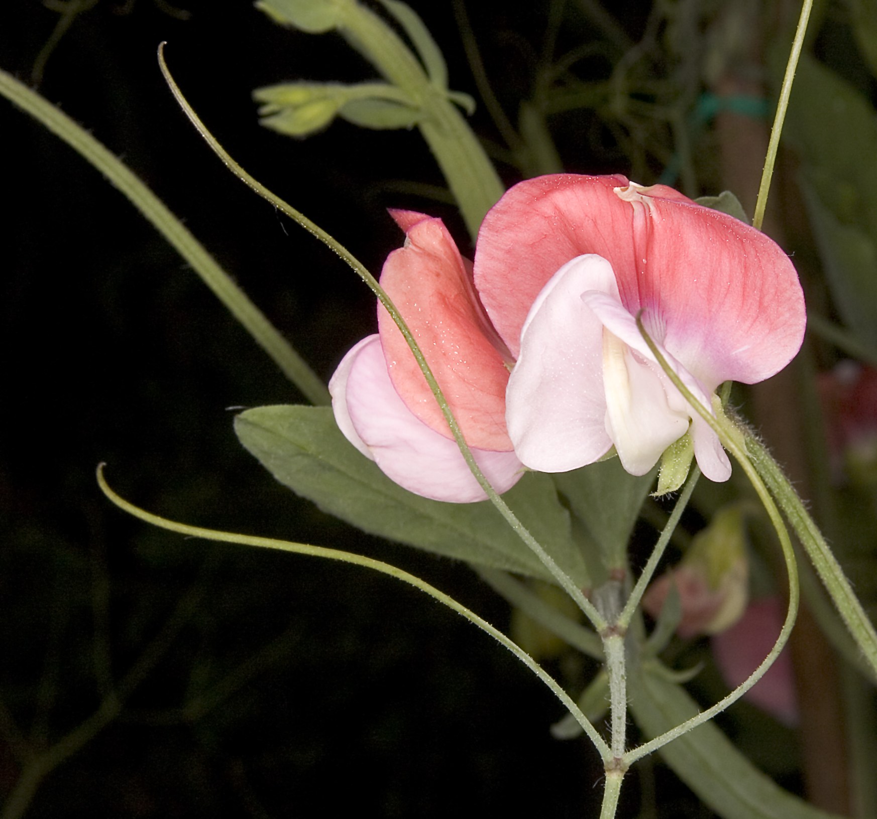 Pois de senteur bicolore rose et blanc, vrilles vertes sur fond sombre.