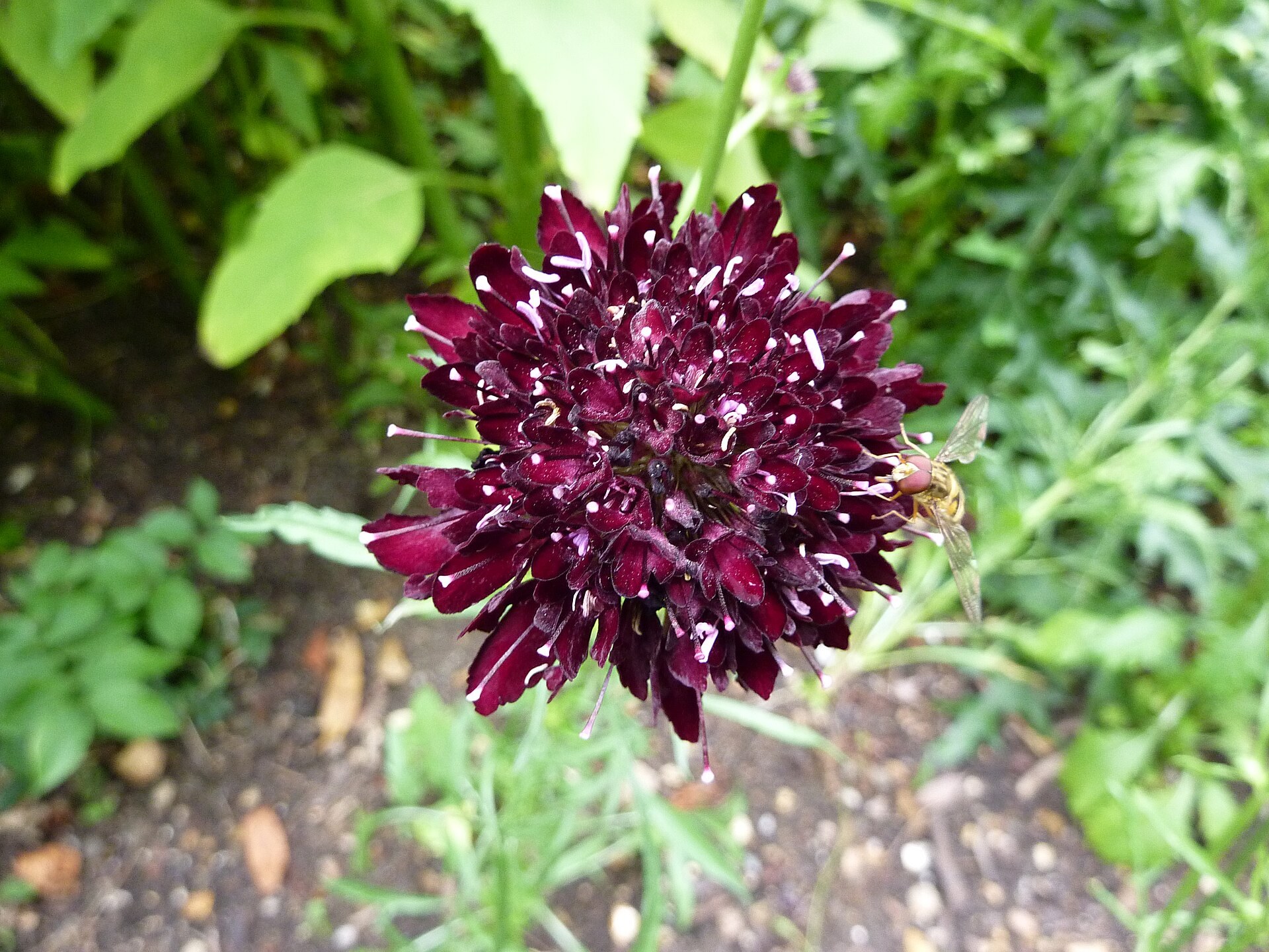 Scabieuse pourpre foncé en pompon, syrphe posé sur le bord.