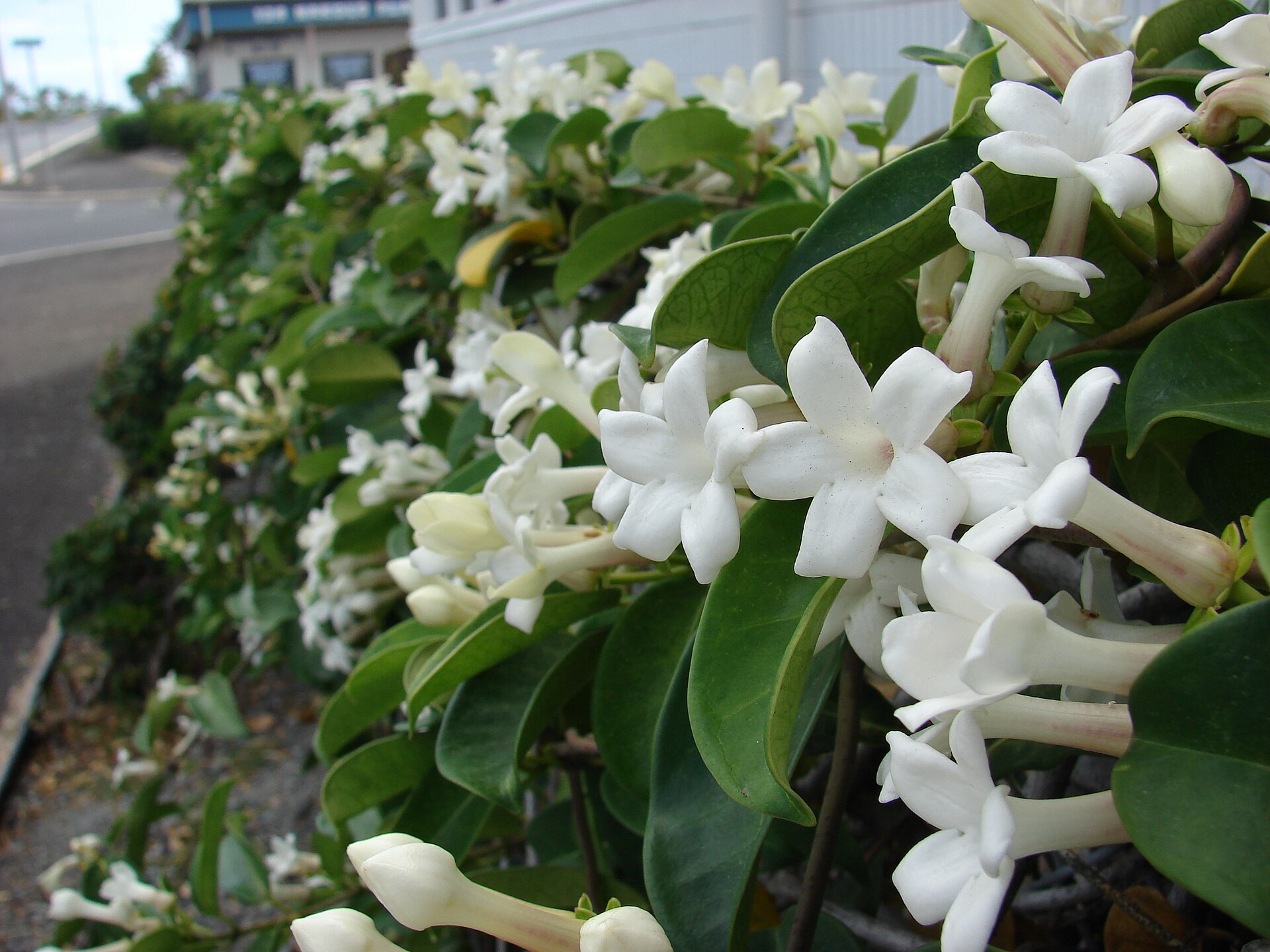 Haie de stéphanotis aux fleurs blanches en étoile, bord de route et bâtiment.